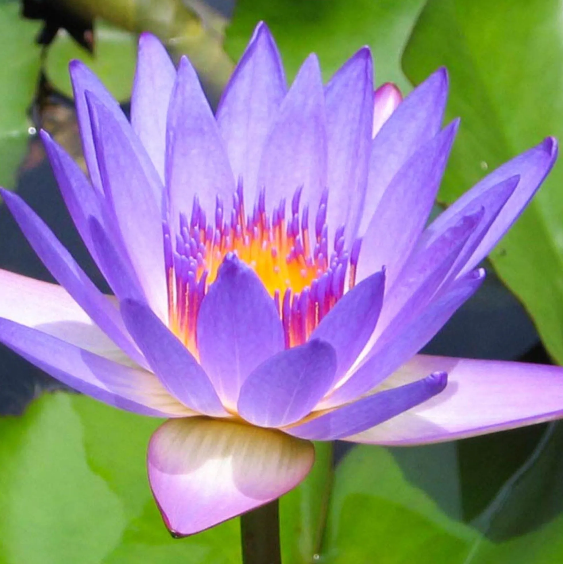 Solid parfume - Blue lotus No. 09