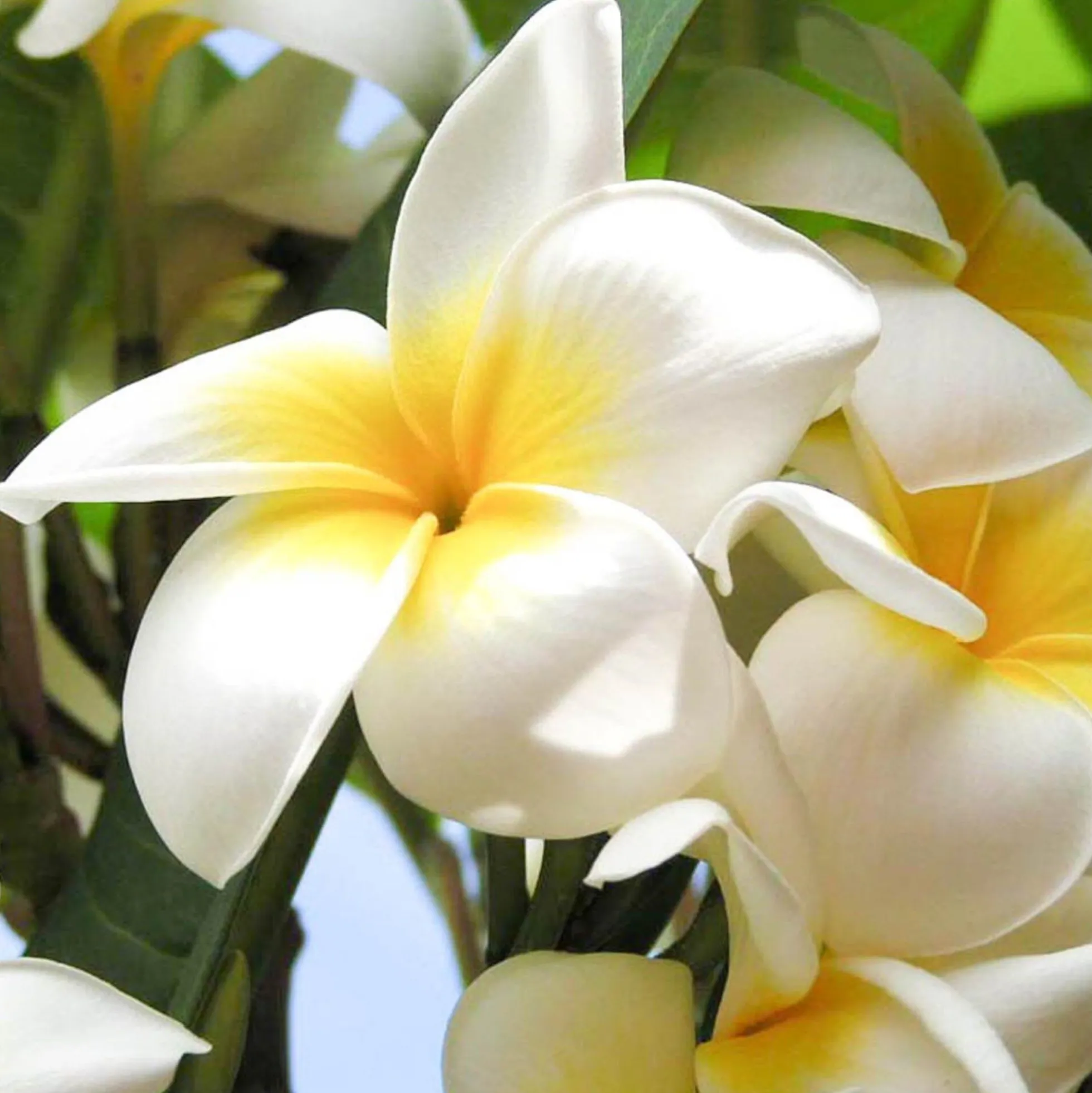 Solid parfume - Frangipani No. 15
