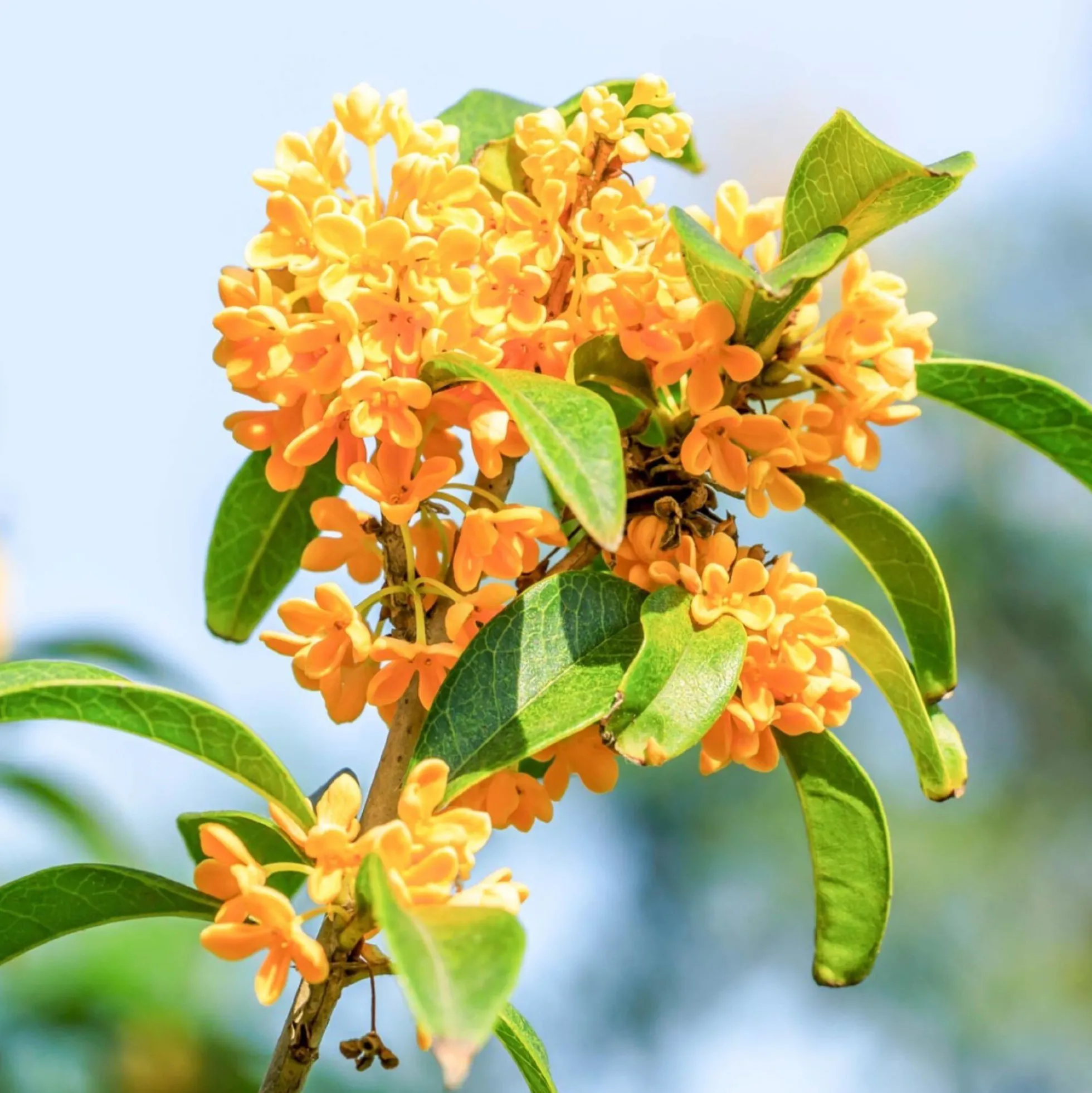 Solid parfume - Osmanthus No. 30