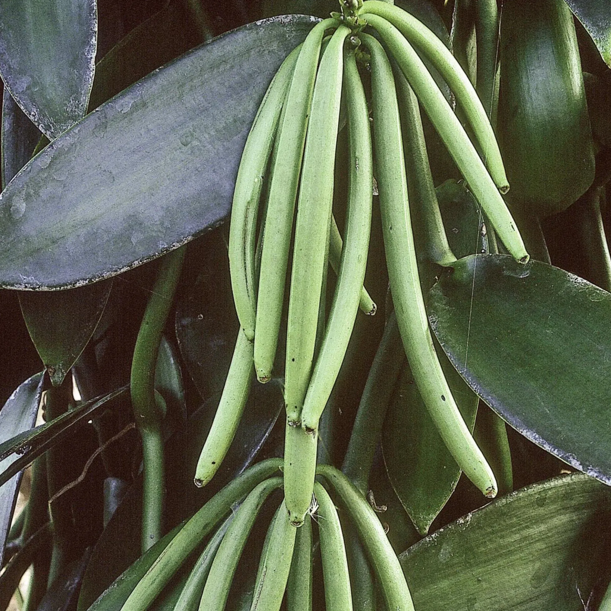 Solid parfume - Vanilla No. 39